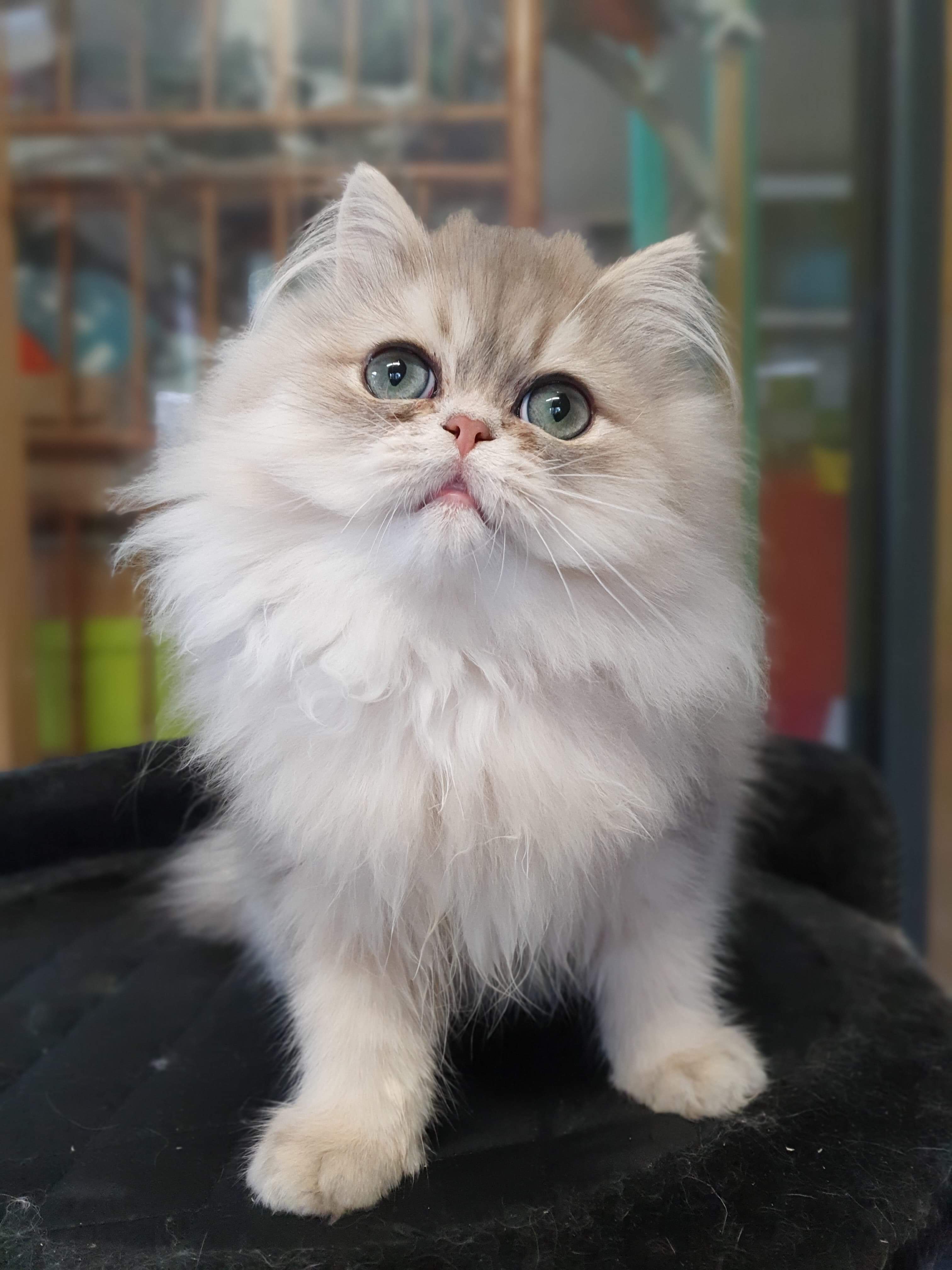 Blue Golden Doll Faces Persian kitten
