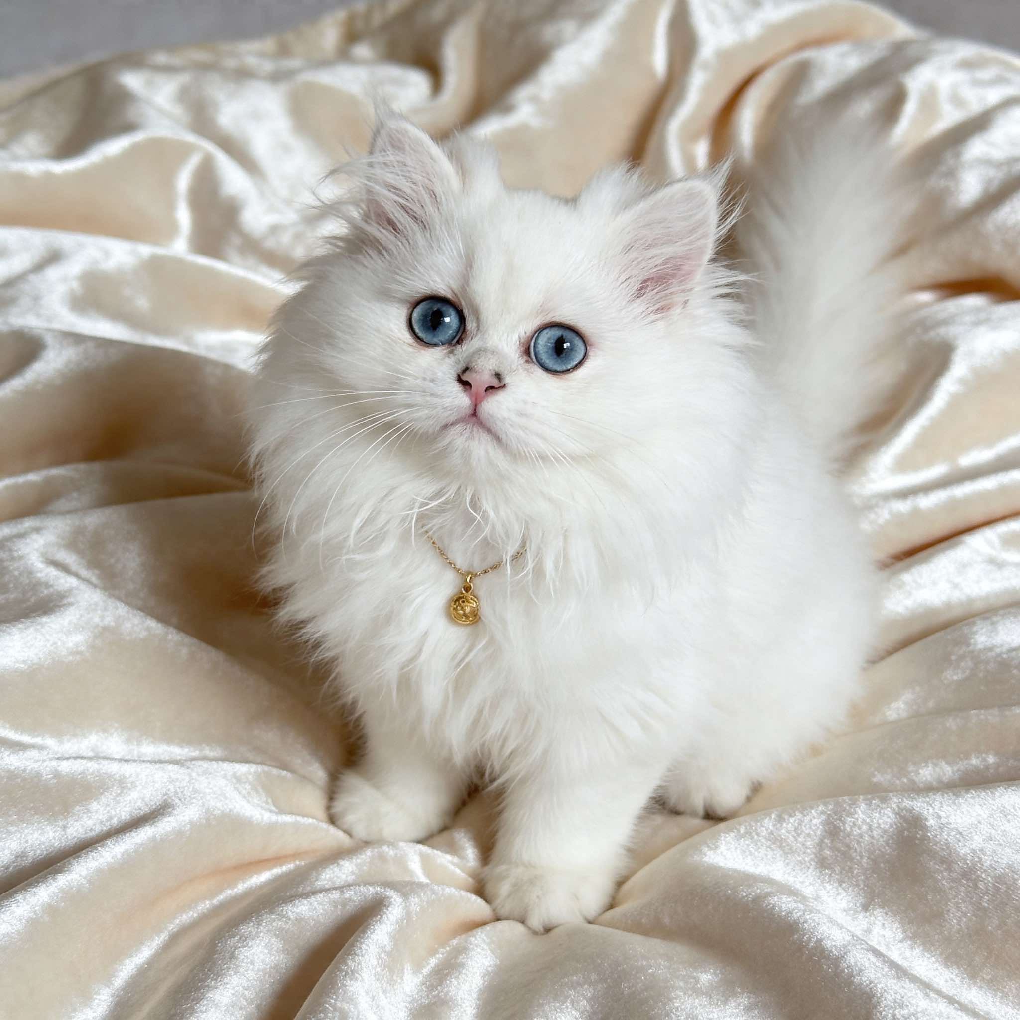 Chinchilla Point Doll Faces Persian kitten