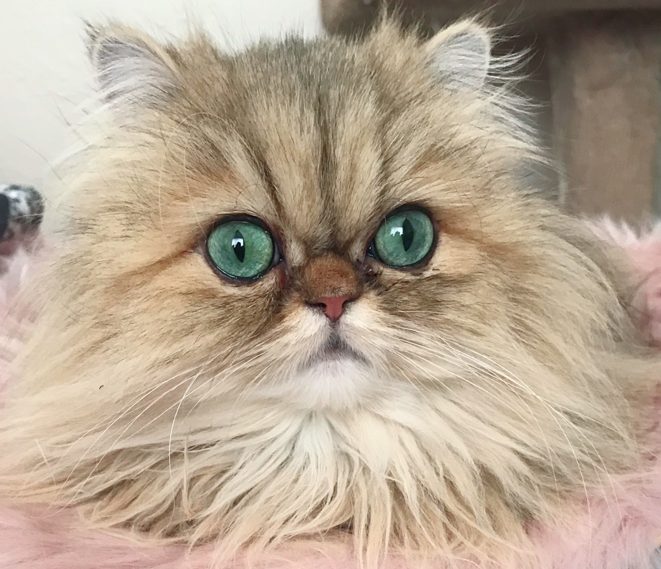 Fendi, an adult Shaded Golden Persian
