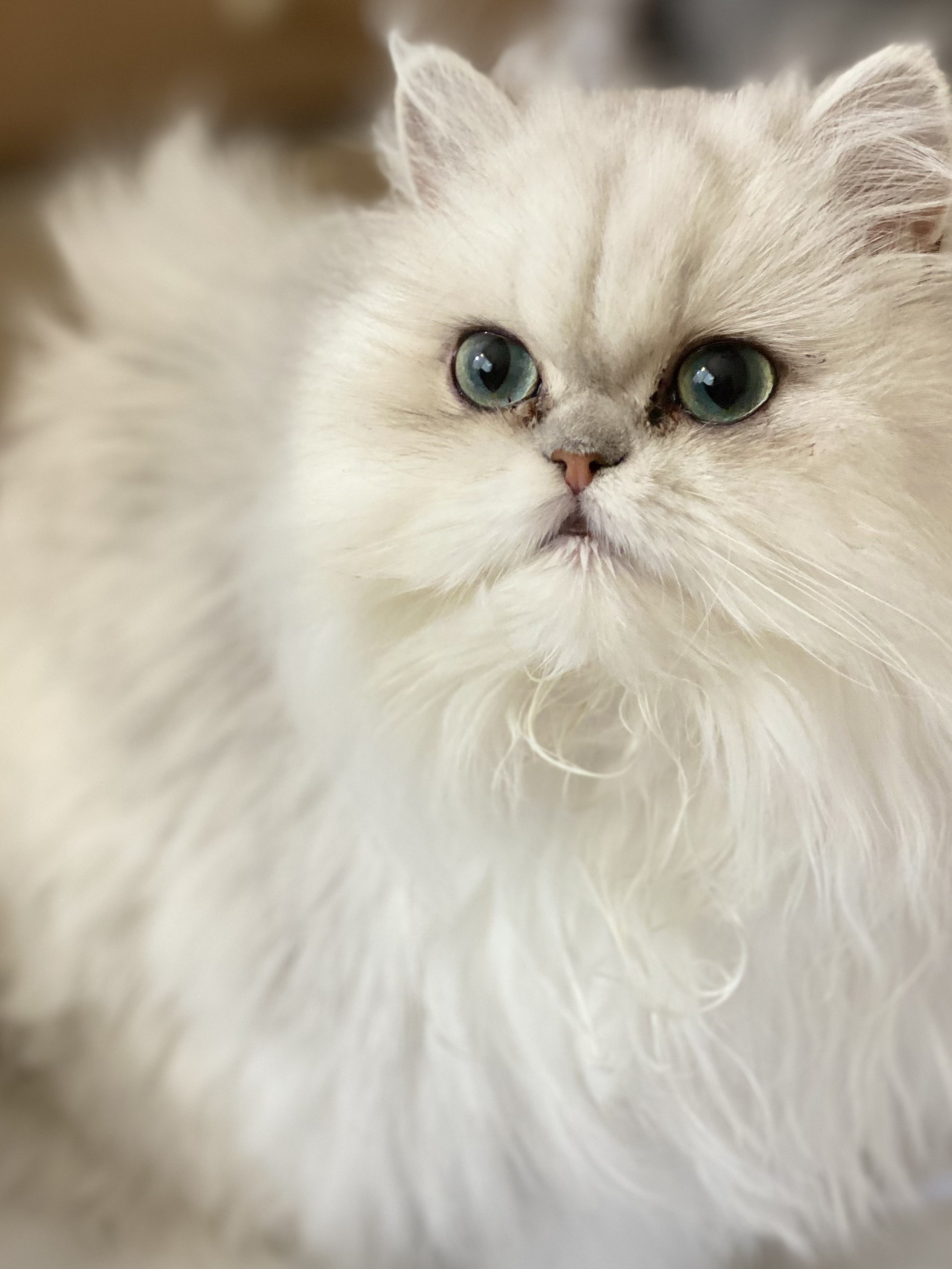 Close portrait of Jasmine