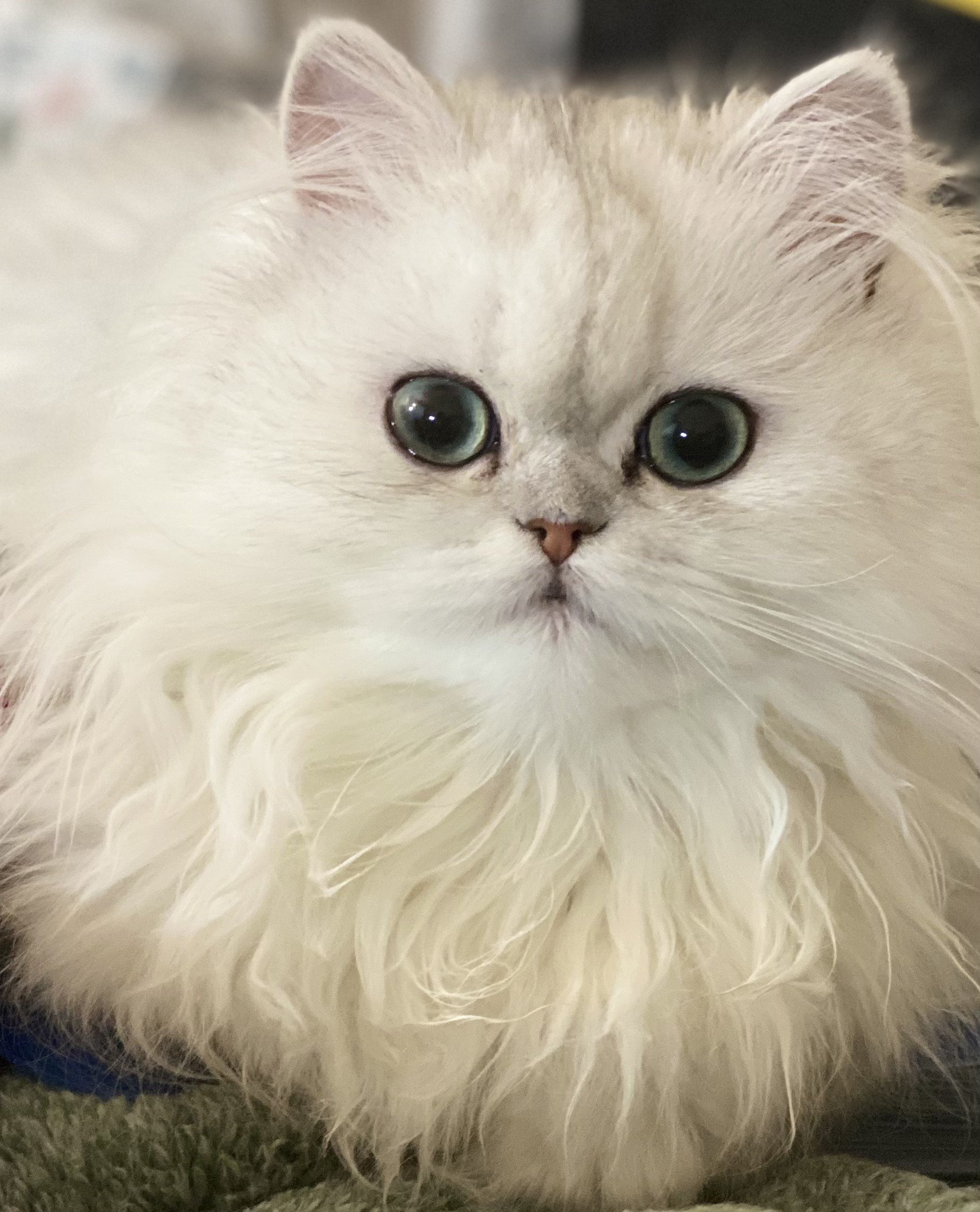 Jasmine, an adult Shaded Silver Persian