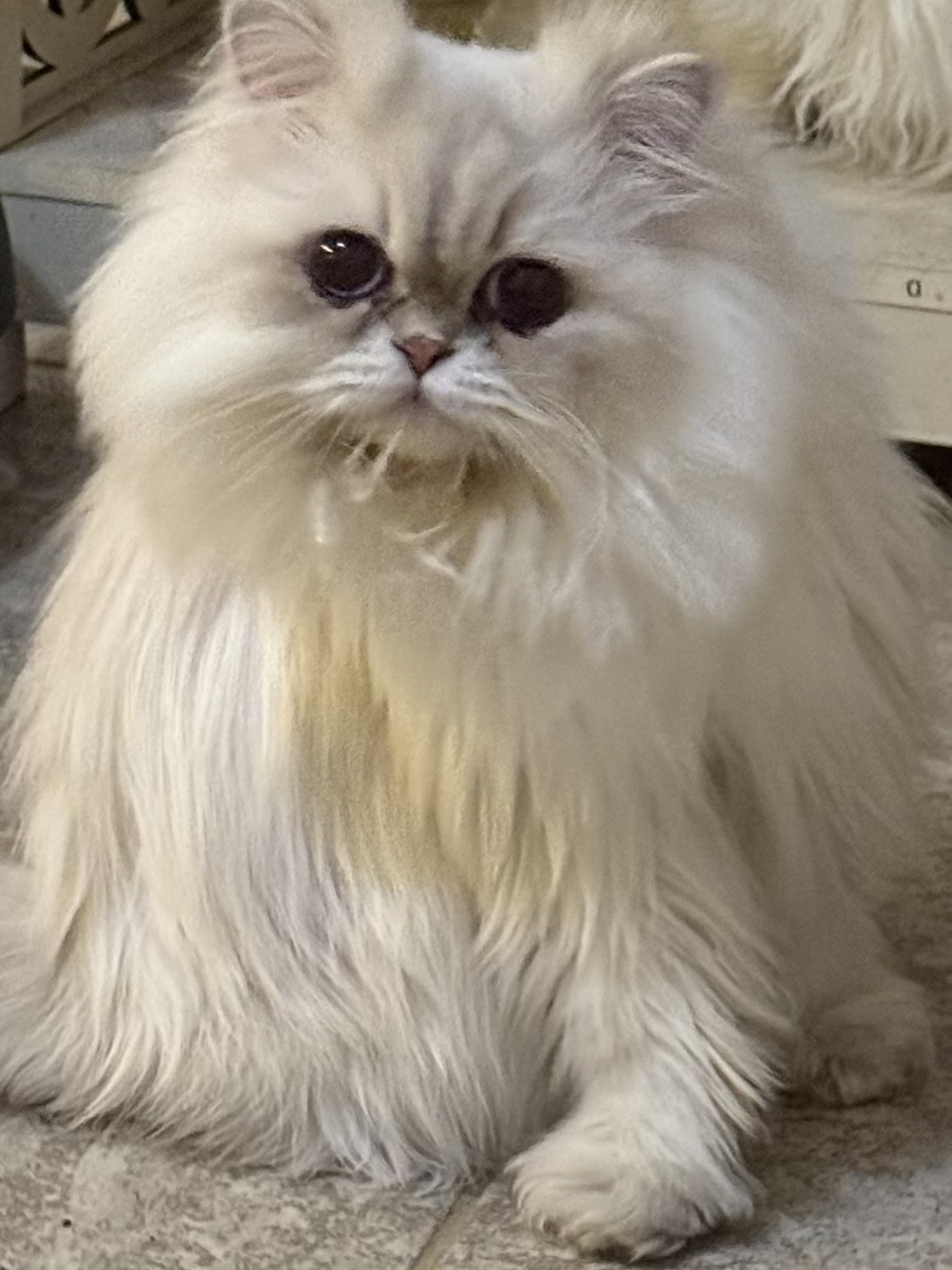 Prince, an adult Blue Golden Point Persian