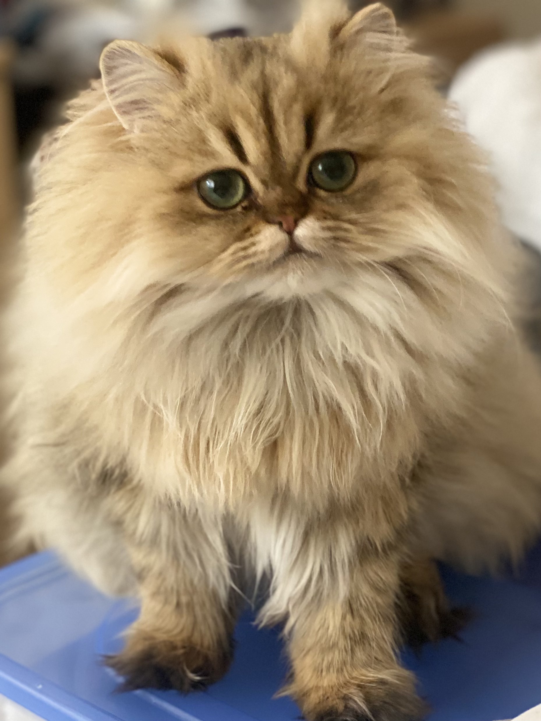 Another portrait of Sandie