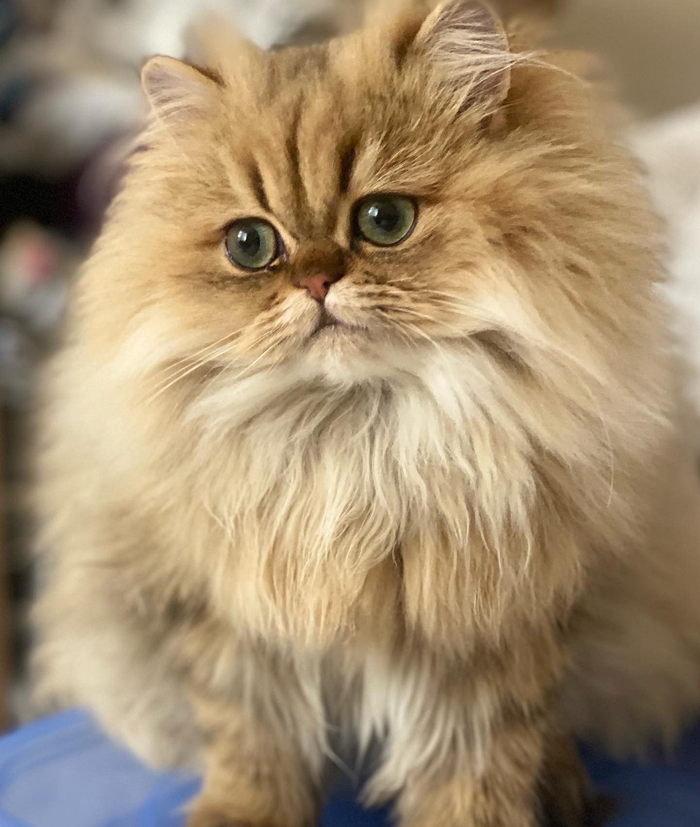 Sandie’s shaded golden coat