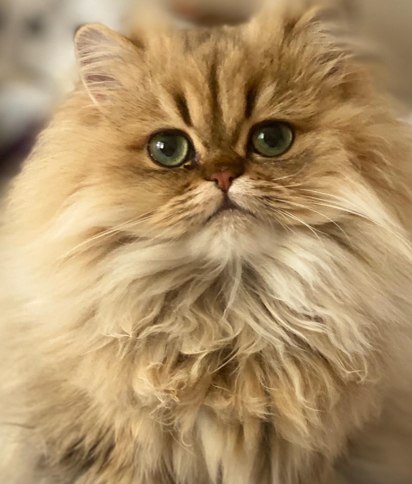 Close portrait of Sandie