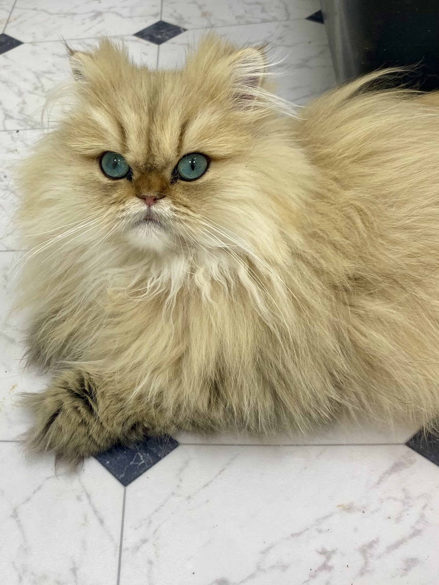 Sunny, an adult Shaded Golden Persian