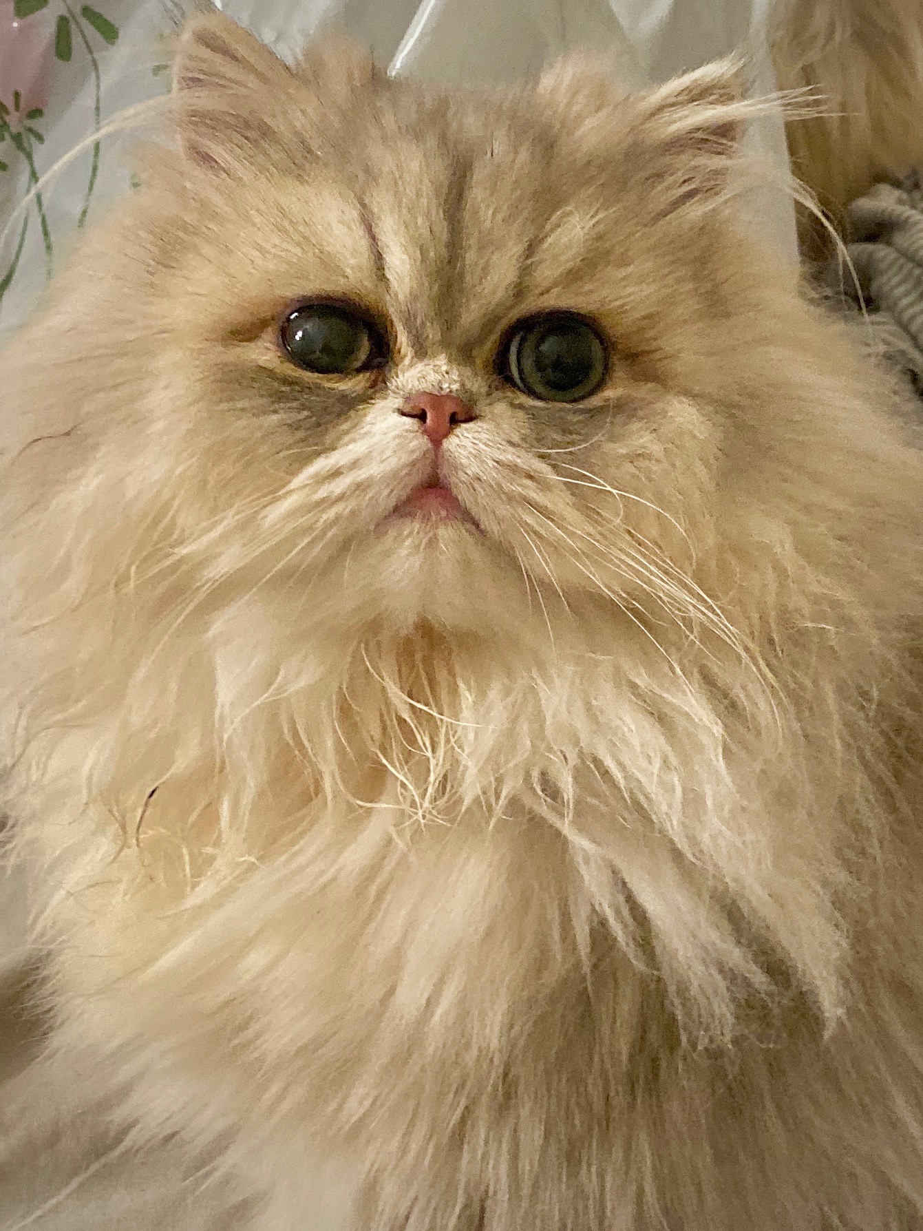 Viseron, an adult Blue Golden Chinchilla Persian